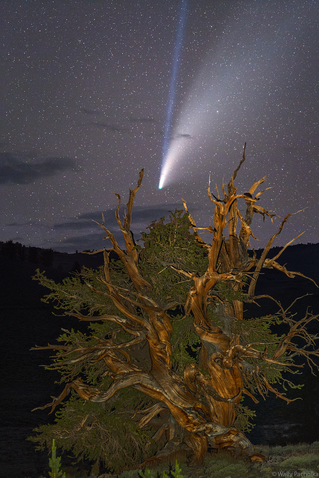 Comet Neowise shines brightly above an ancient 4000 year old bristlecone tree.