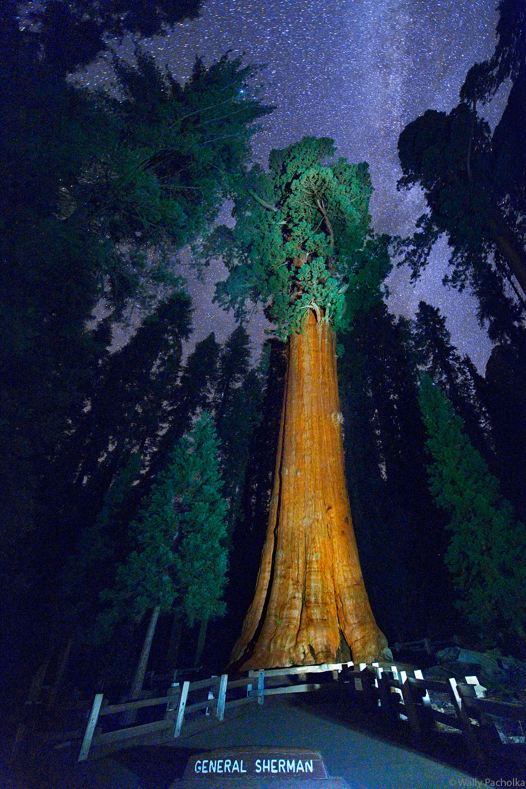 The stars shine brightly above the giant General Sherman Tree in Sequoia National Park.